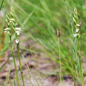 Photographie n°156420 du taxon Spiranthes aestivalis (Poir.) Rich. [1817]