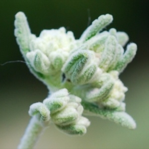 Photographie n°156422 du taxon Teucrium dunense Sennen [1925]