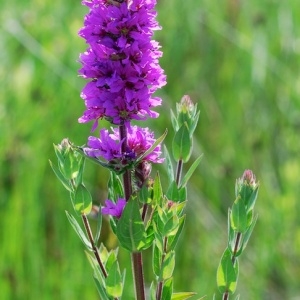 Photographie n°156426 du taxon Lythrum salicaria L. [1753]