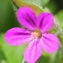  Marie  Portas - Geranium robertianum subsp. purpureum (Vill.) Nyman