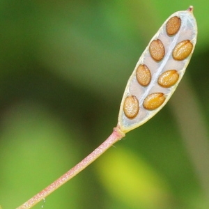 Photographie n°156434 du taxon Draba muralis L. [1753]