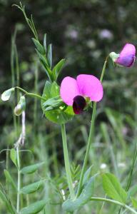 Marie  Portas, le 23 mai 2013 (Freyssenet)