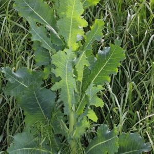  - Lactuca serriola f. serriola