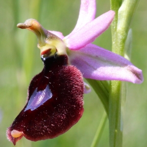 Photographie n°156448 du taxon Ophrys aurelia P.Delforge & Devillers-Tersch. [1989]