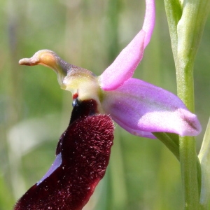 Photographie n°156449 du taxon Ophrys aurelia P.Delforge & Devillers-Tersch. [1989]