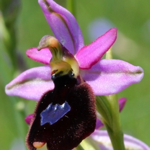 Ophrys insectifera subsp. bertolonii (Moretti) Moggr. & Rchb.f. (Ophrys de Bertoloni)