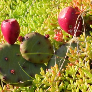 Photographie n°156453 du taxon Opuntia humifusa (Raf.) Raf. [1830]