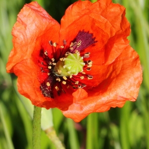 Papaver litwinowii Fedde ex Bornm. (Coquelicot douteux)