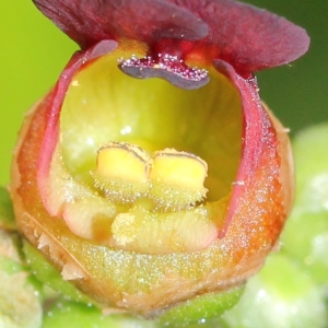 Photographie n°156466 du taxon Scrophularia auriculata subsp. auriculata