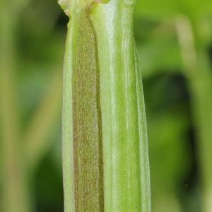  - Scrophularia auriculata subsp. auriculata