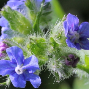 Buglossum sempervirens (L.) All. (Buglosse toujours verte)