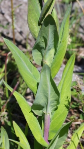 Marie  Portas, le 23 mai 2013 (Darbres)