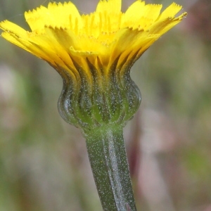 Arnoseris minima (L.) Schweigg. & Körte (Arnoséris)