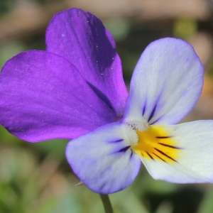 Photographie n°156503 du taxon Viola tricolor L.