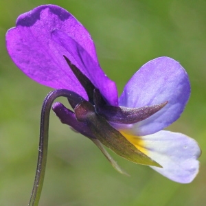 Photographie n°156504 du taxon Viola tricolor L.