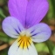  Marie  Portas - Viola tricolor L.