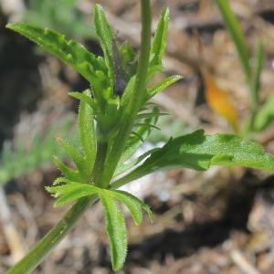 Photographie n°156507 du taxon Viola tricolor L.