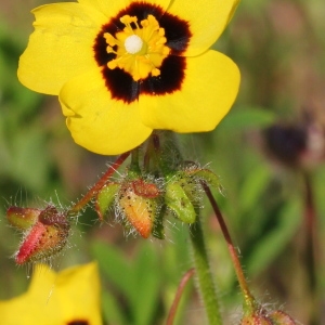 Photographie n°156517 du taxon Xolantha guttata (L.) Raf.