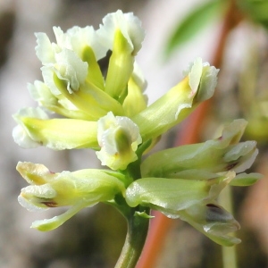 Corydalis claviculata var. minor Rouy & Foucaud (Corydale à vrilles)