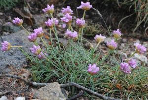 Marie  Portas, le  9 juin 2013 (Rosis (Massif du Caroux))