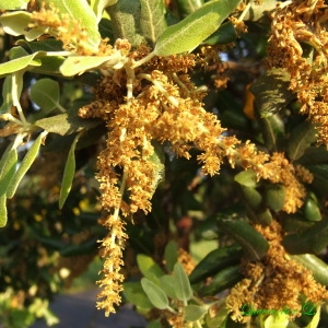 Photographie n°156534 du taxon Quercus ilex L. [1753]