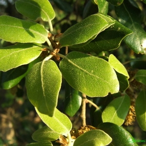 Photographie n°156536 du taxon Quercus ilex L. [1753]