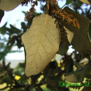 Photographie n°156539 du taxon Quercus ilex L. [1753]