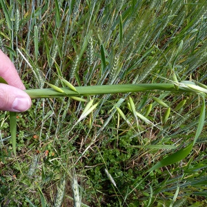 Photographie n°156541 du taxon Avena sativa L. [1753]