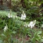  Emmanuel Stratmains - Dactylorhiza maculata (L.) Soó [1962]