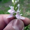  Emmanuel Stratmains - Dactylorhiza maculata (L.) Soó [1962]