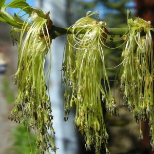 Acer negundo L. subsp. negundo (Érable négondo)