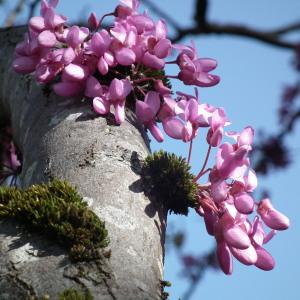 Photographie n°156620 du taxon Cercis siliquastrum L. [1753]