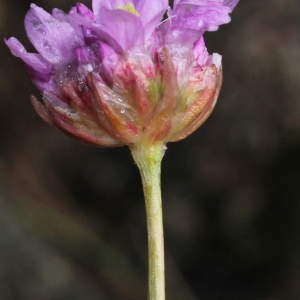 Armeria malinvaudii H.J.Coste & Soulié (Arméria de Malinvaud)