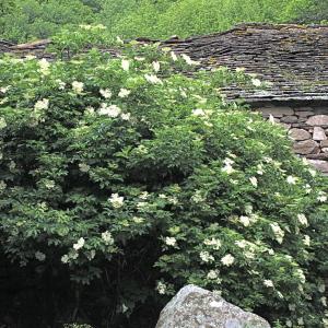 Photographie n°156641 du taxon Sambucus nigra L. [1753]