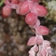  Marie  Portas - Sedum brevifolium DC.