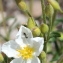  Marie  Portas - Cistus umbellatus L.