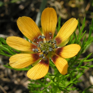 Adonis aestivalis var. dentata Coss. (Adonis d'été)