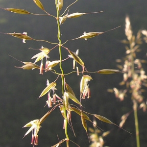 Arrhenatherum elatius subsp. bulbosum (Willd.) Schübler & G.Martens (Avoine à chapelets)