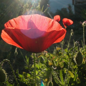 Photographie n°156668 du taxon Papaver rhoeas L. [1753]