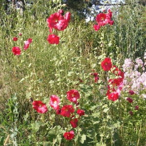 Photographie n°156680 du taxon Alcea rosea L.