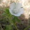  Jean-Claude Calais - Althaea hirsuta L. [1753]