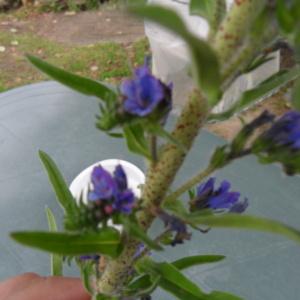 Photographie n°156706 du taxon Echium vulgare L. [1753]