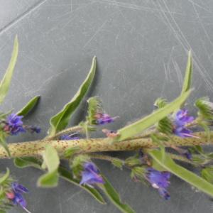 Photographie n°156708 du taxon Echium vulgare L. [1753]