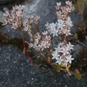 Photographie n°156712 du taxon Sedum album L. [1753]