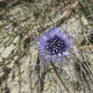  - Jasione crispa subsp. maritima (Duby) Tutin [1973]