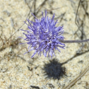 Jasione crispa subsp. maritima (Duby) Tutin (Jasione maritime)