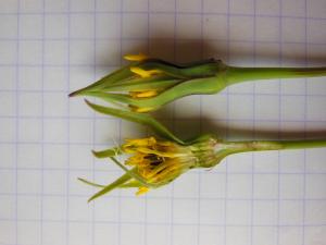 Dominique Remaud, le 17 juin 2013 (Limay)