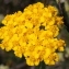  Marie  Portas - Achillea tomentosa L.