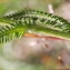  Marie  Portas - Achillea tomentosa L.