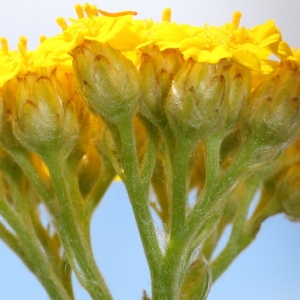  - Achillea tomentosa L.